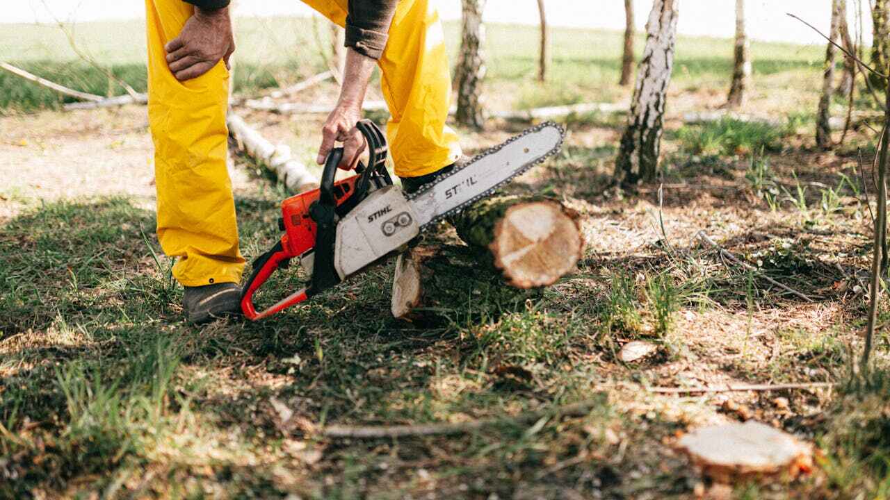 Best Local Tree Services  in Splendora, TX